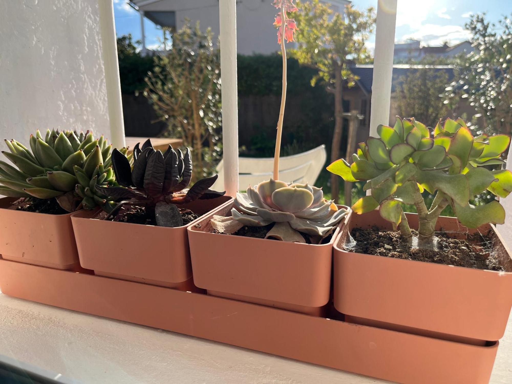 Appartement Deux Pieces Donnant Sur Un Jardin Antibes Buitenkant foto